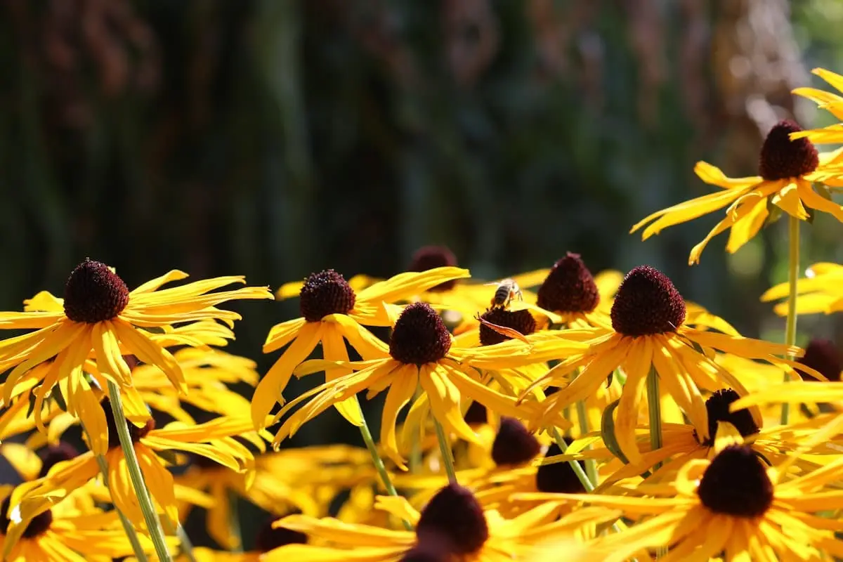 Utforska skönheten hos rudbeckia perenn i din trädgård illustration